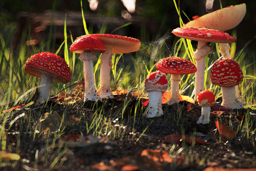 Природная среда | 'Stumps, Mushrooms and Funghi' | Дэн Войе (Dan Woje)
