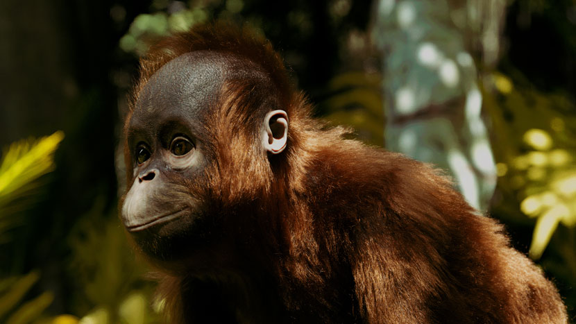 Boro the Orangutan